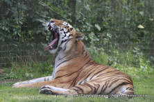 Tiger at Whipsnade Zoo