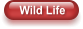 Wild Life